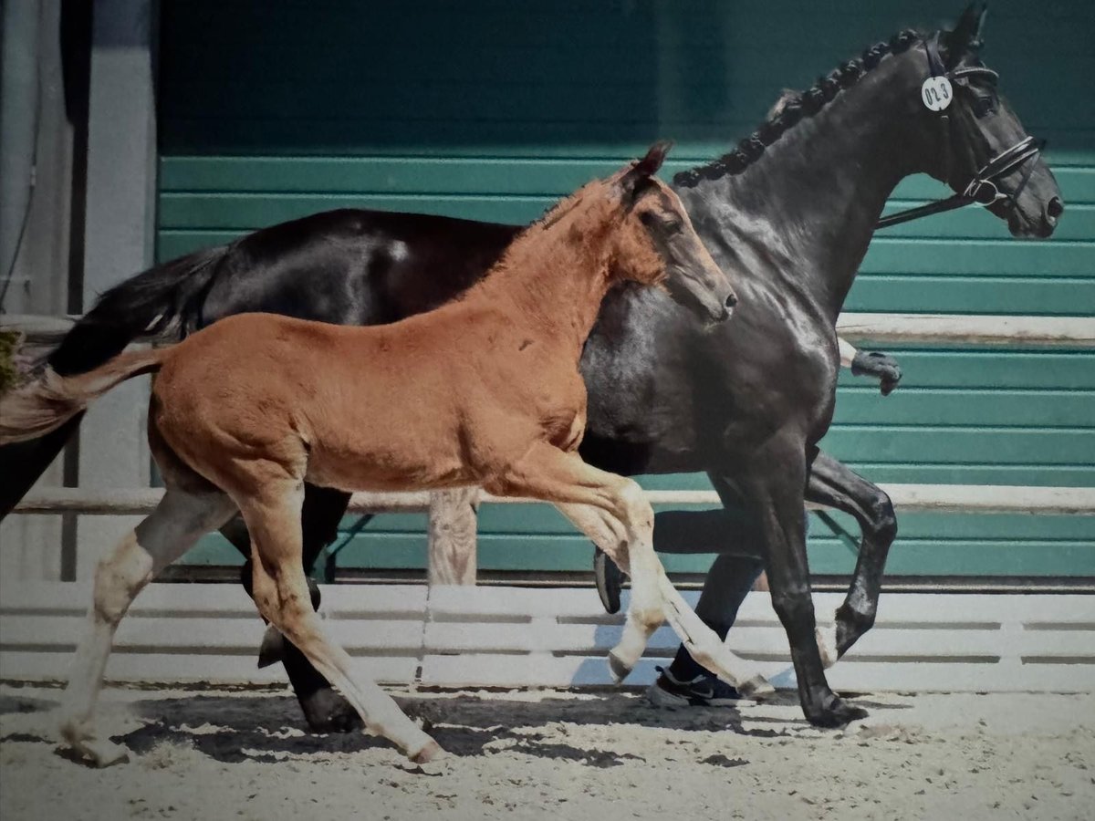 Oldenburg Stallion Foal (04/2025) 16,1 hh Chestnut in NordhornNordhorn
