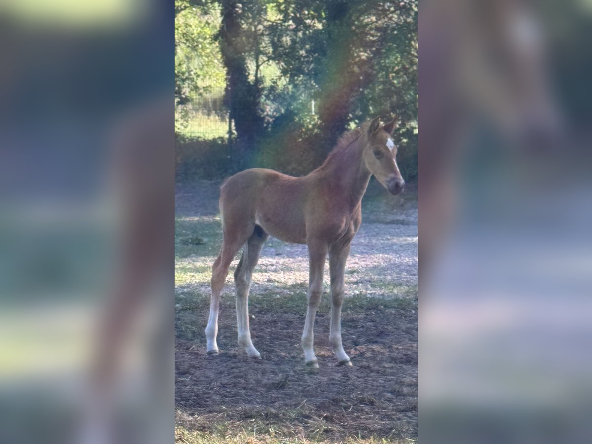 Oldenburg Stallion 16,1 hh Chestnut in NordhornNordhorn Oldenburg Stallion 16,1 hh Chestnut in NordhornNordhorn
