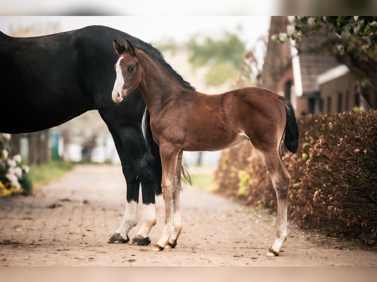 Oldenburg Stallion  16,2 hh Bay-Dark in GehrdE