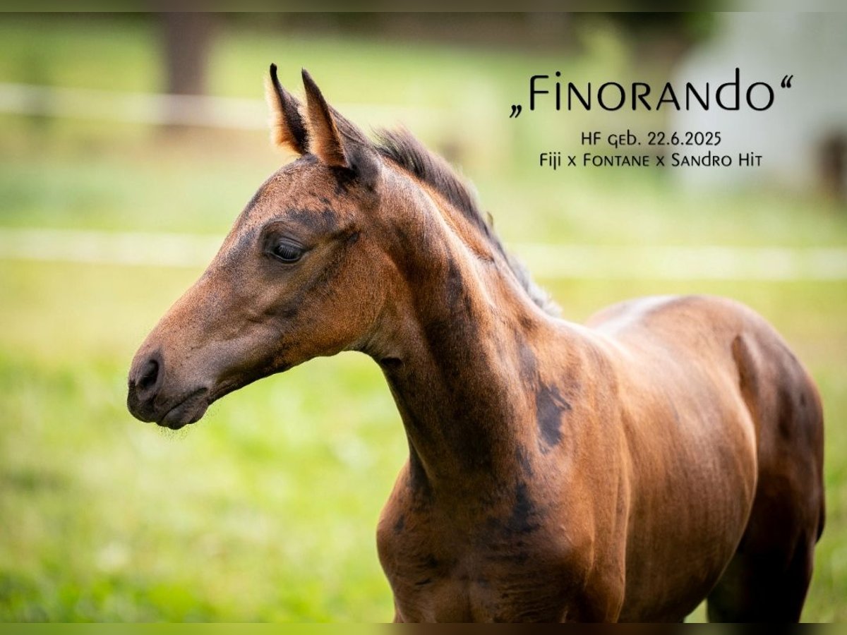 Oldenburg Stallion Foal (06/2025) 16,2 hh Bay-Dark in Friedeburg /Marx