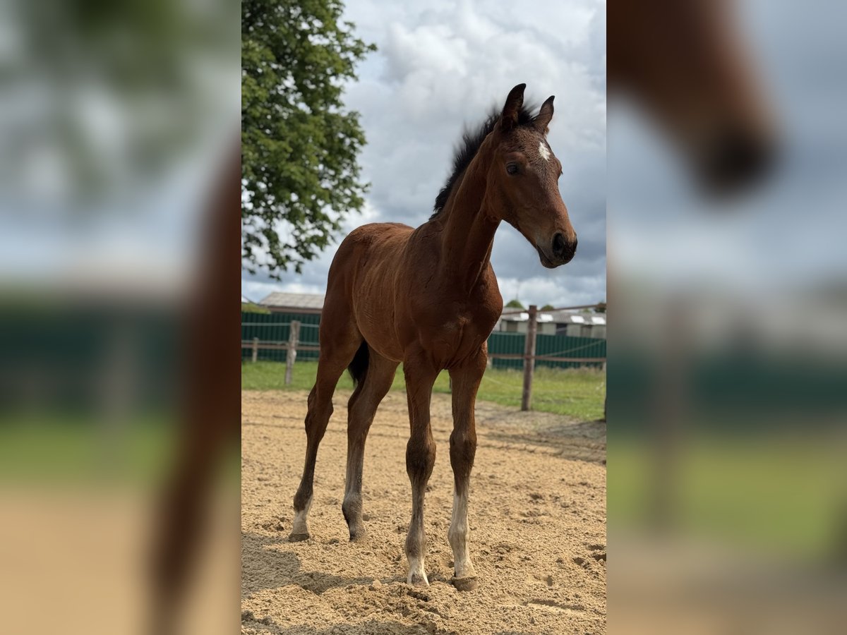 Oldenburg Stallion  16,2 hh Bay-Dark in Gro&#xDF;efehn Bagband