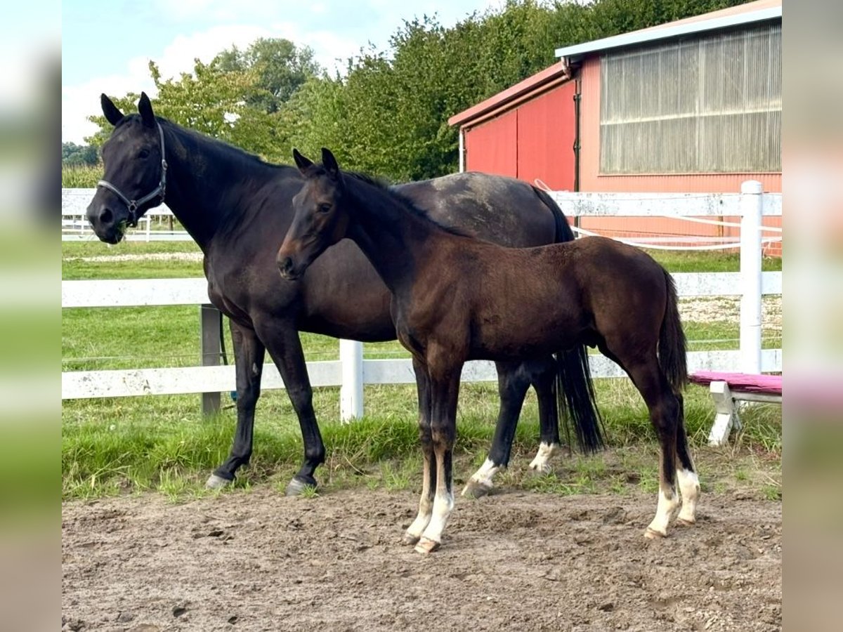 Oldenburg Stallion Foal (05/2025) 16,2 hh Bay-Dark in Ostercappeln