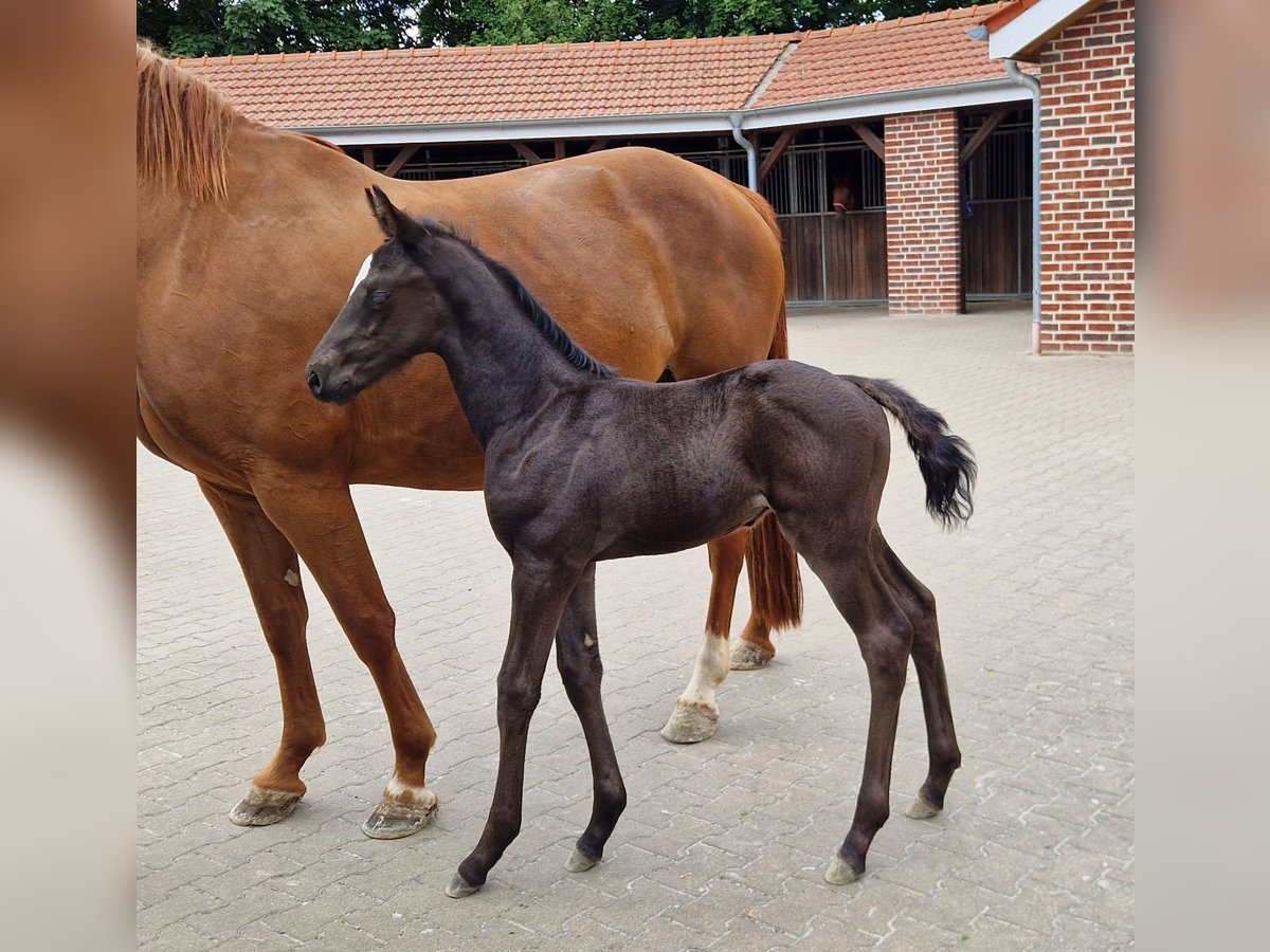 Oldenburg Stallion  16,2 hh Black in Bramsche