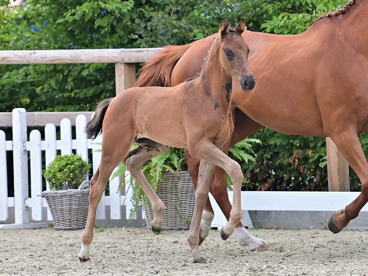 Oldenburg Stallion Foal (05/2025) 16,2 hh Black in Bawinkel