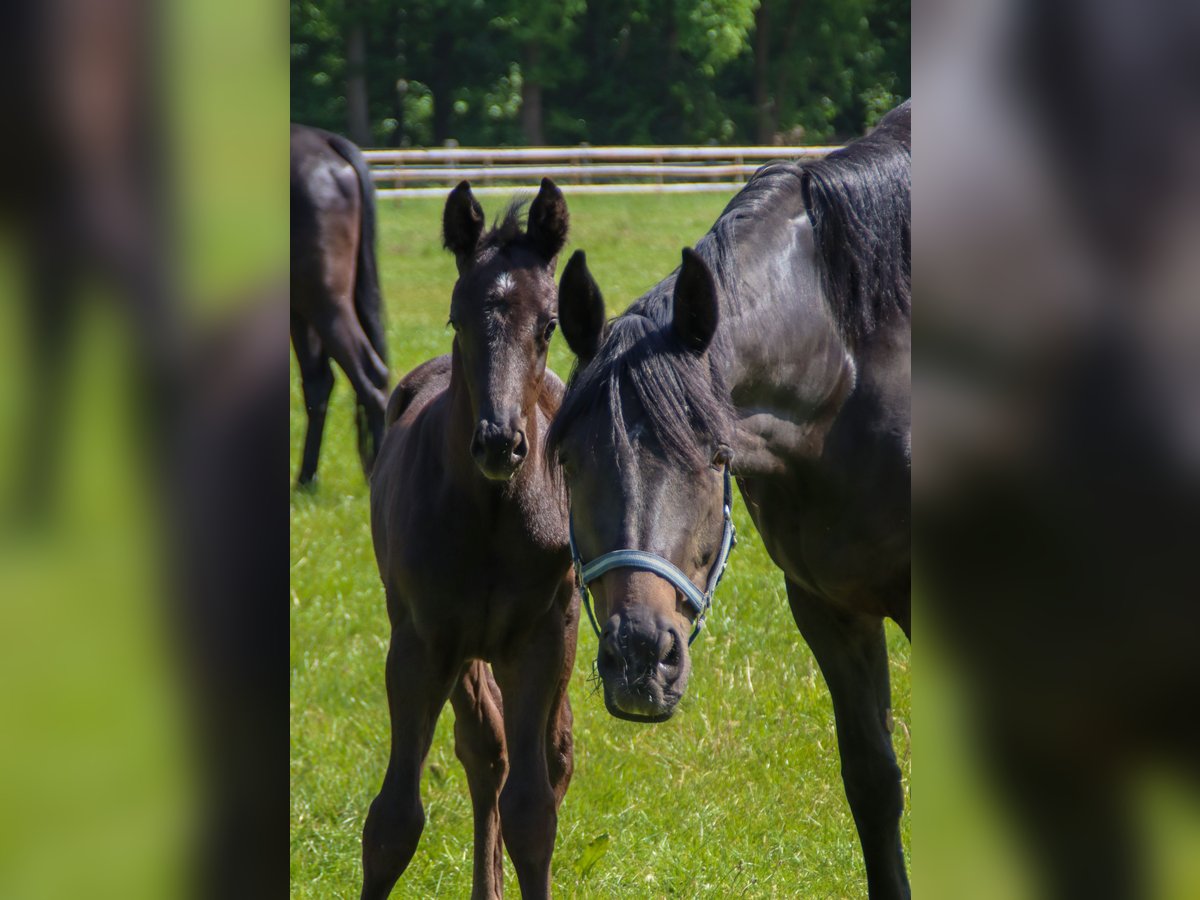 Oldenburg Stallion  16,2 hh Black in Visbek