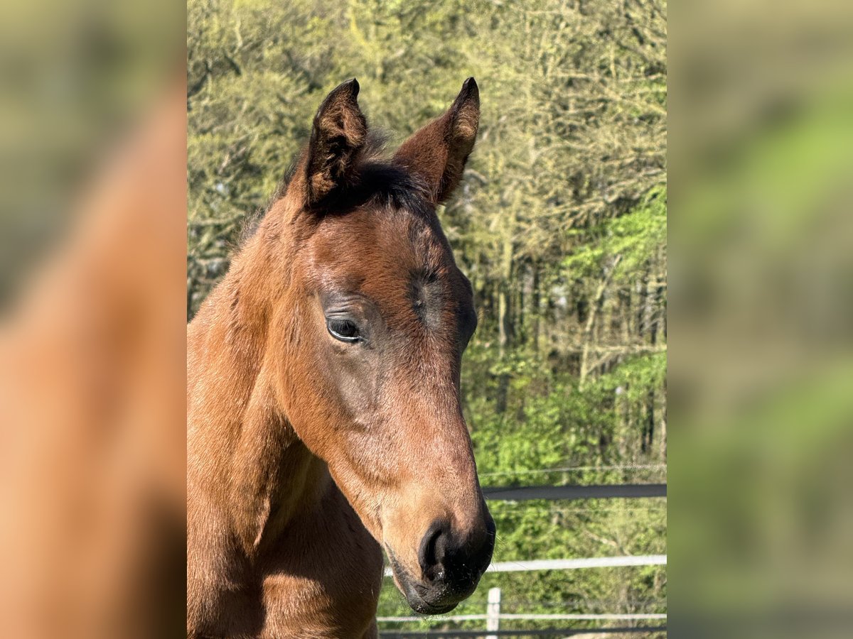 Oldenburg Stallion  16,2 hh Brown in Cloppenburg