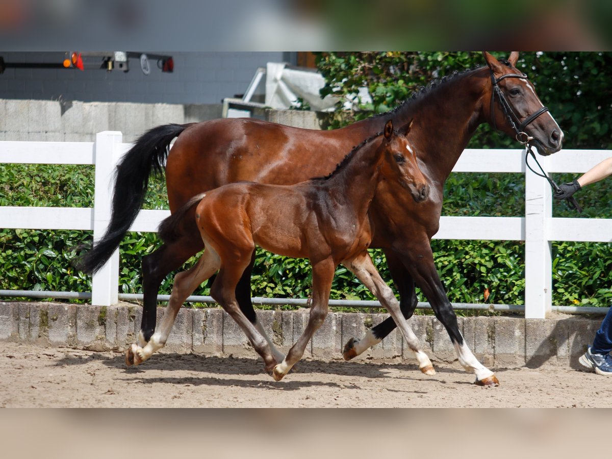 Oldenburg Stallion Foal (06/2025) 16,2 hh Brown in Bielefeld