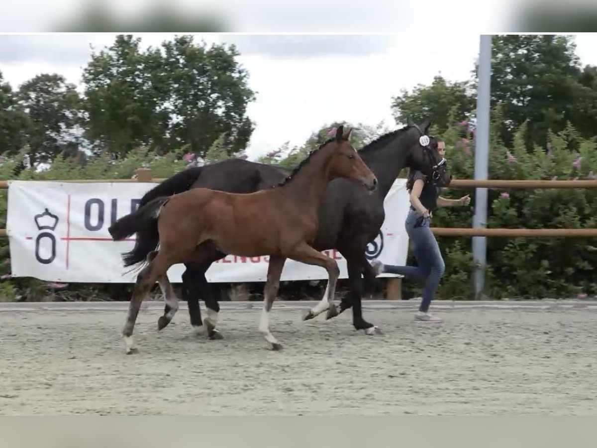 Oldenburg Stallion Foal (03/2025) 16,2 hh Brown in Gro&#xDF;efehn BagbandGro&#xDF;efehn