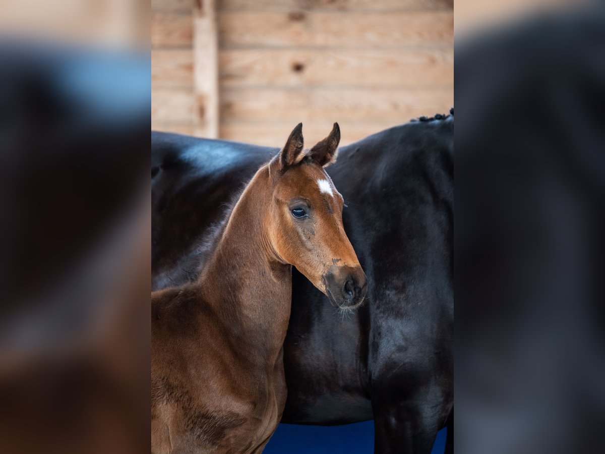 Oldenburg Stallion  16,2 hh Brown in Fehrbellin