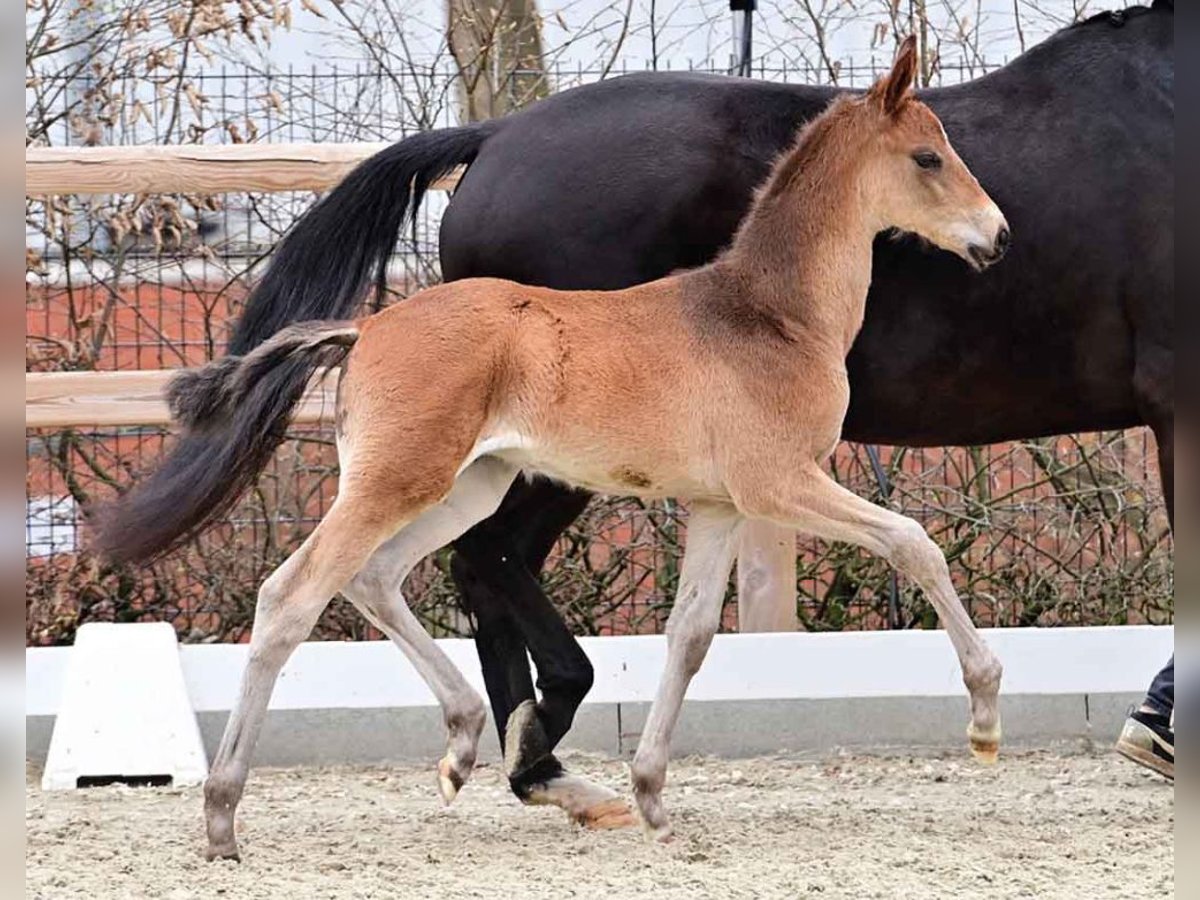 Oldenburg Stallion  16,2 hh Brown in Martfeld