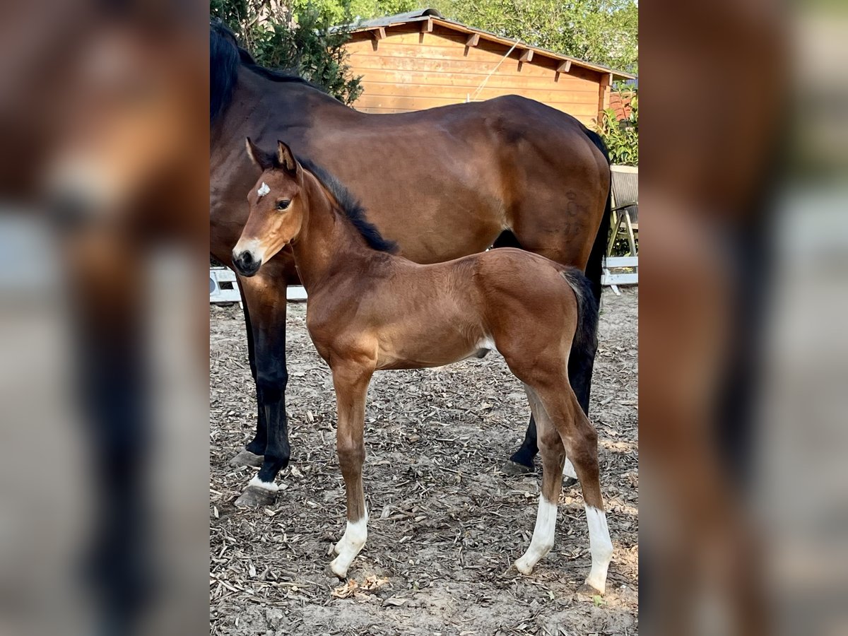 Oldenburg Stallion  16,2 hh Brown in Meppen