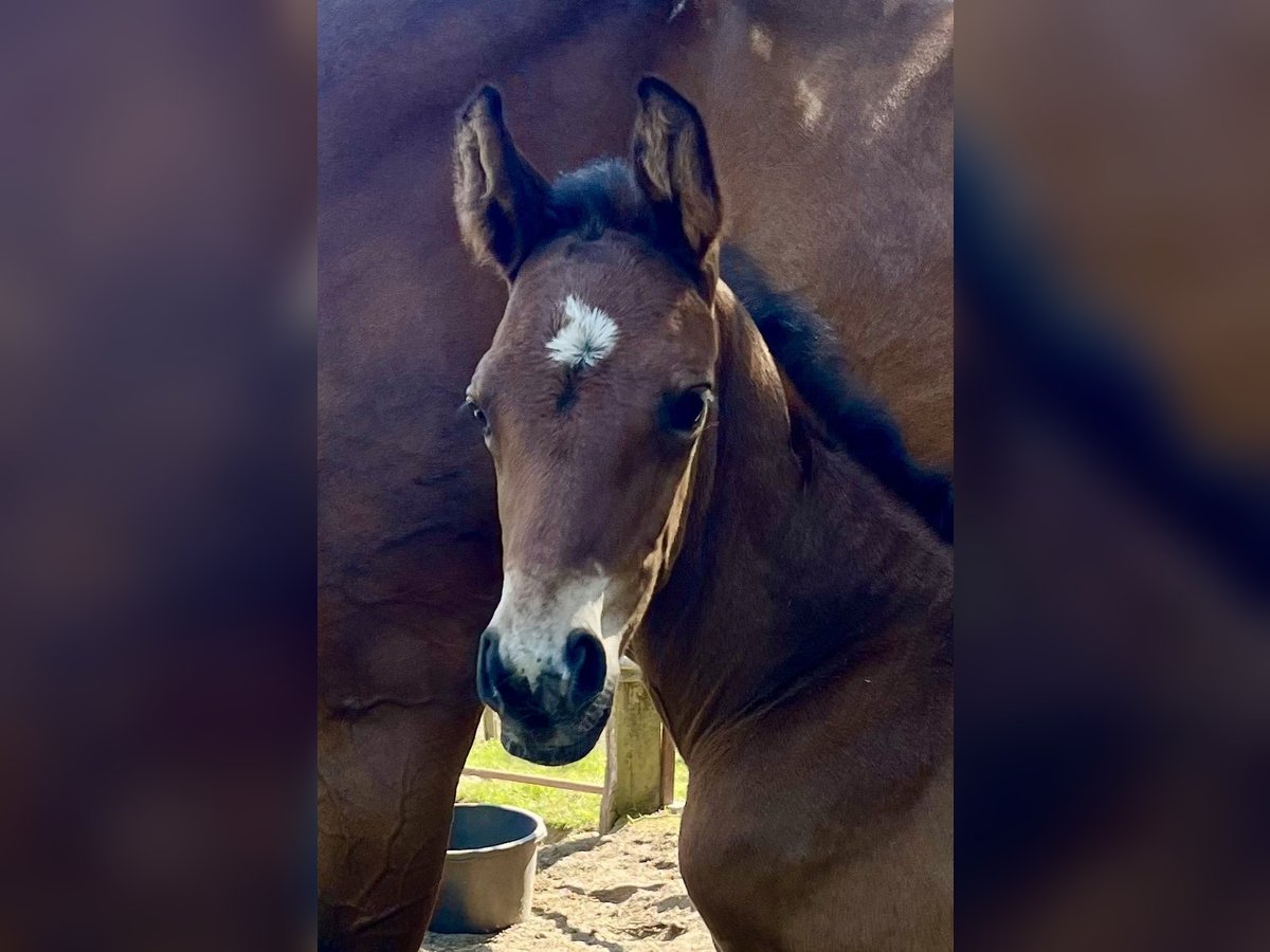 Oldenburg Stallion  16,2 hh Brown in Meppen