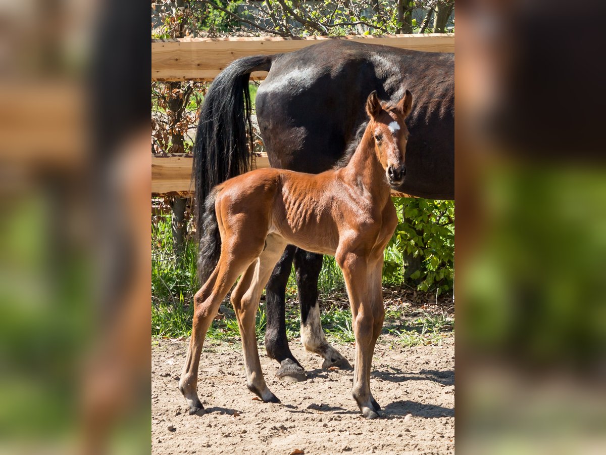 Oldenburg Stallion  16,2 hh Brown in Nordwestuckermark
