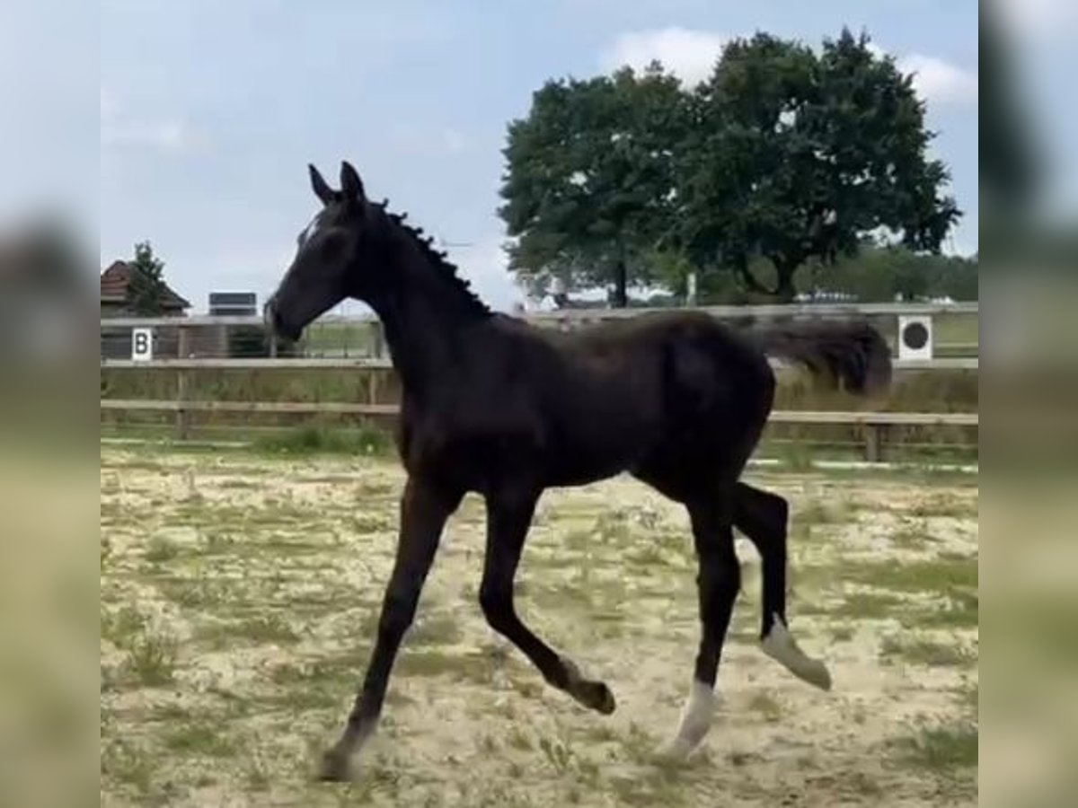 Oldenburg Stallion Foal (03/2025) 16,2 hh Brown in Ovelg&#xF6;nne