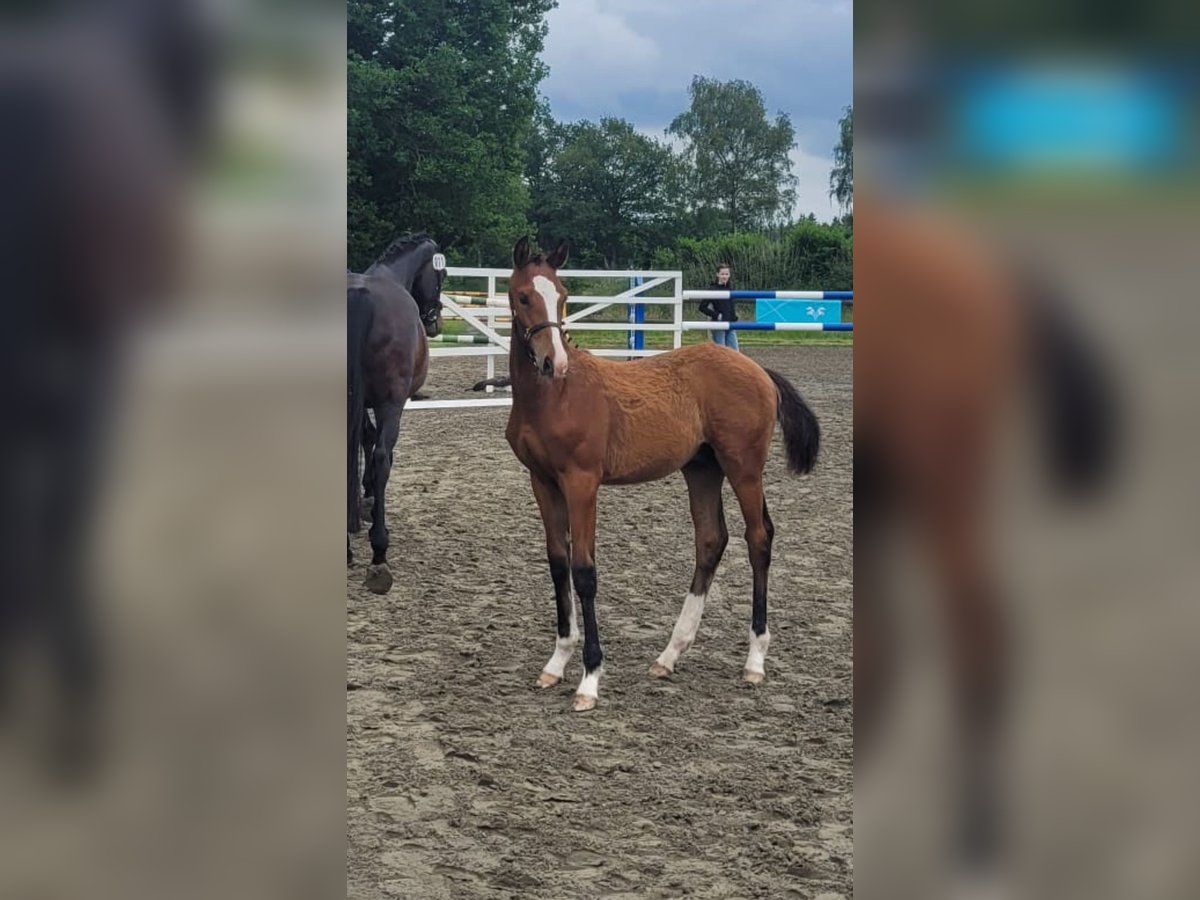 Oldenburg Stallion Foal (02/2025) 16,2 hh Brown in Herzhorn