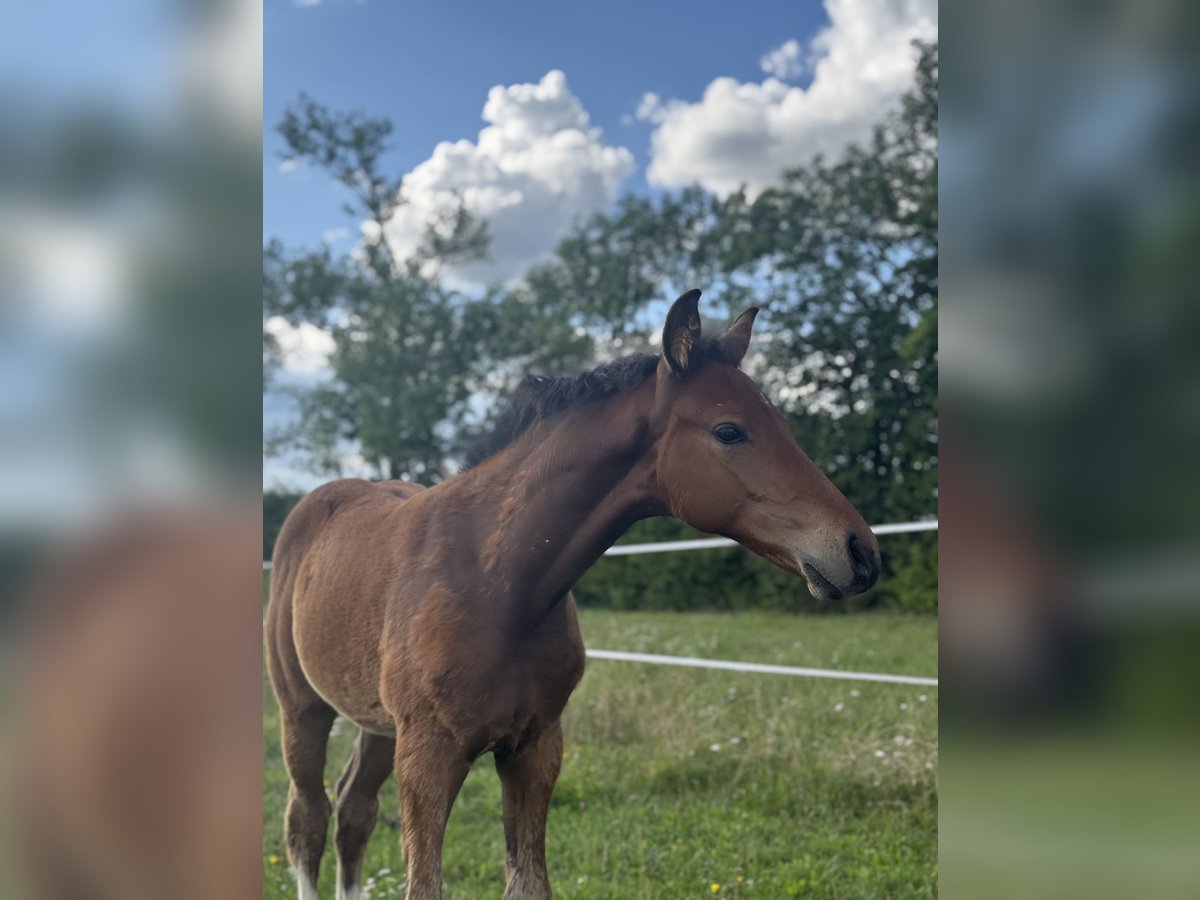 Oldenburg Stallion Foal (05/2025) 16,2 hh Brown in St. Bernhard