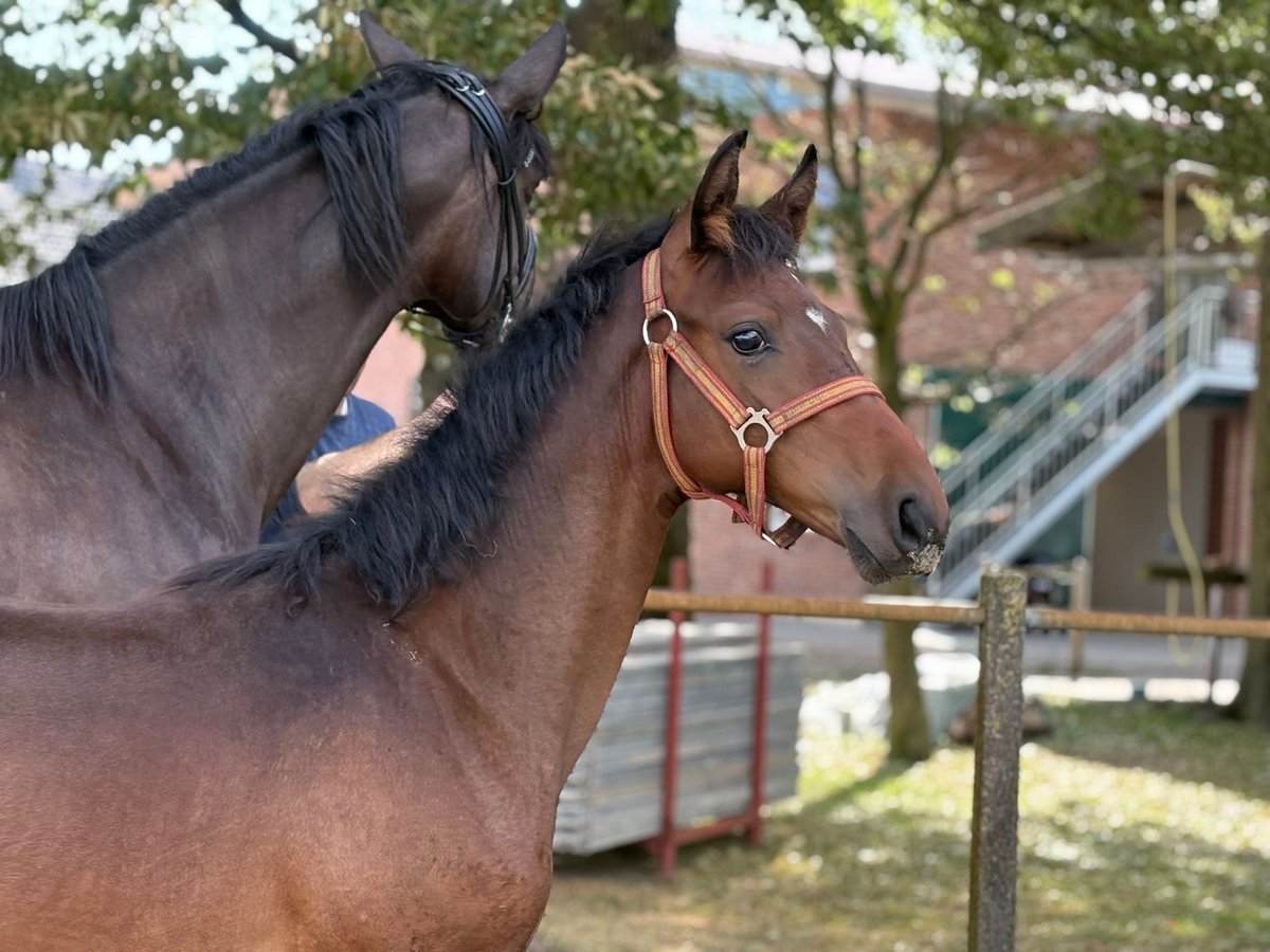 Oldenburg Stallion Foal (03/2025) 16,2 hh Brown in Beesten