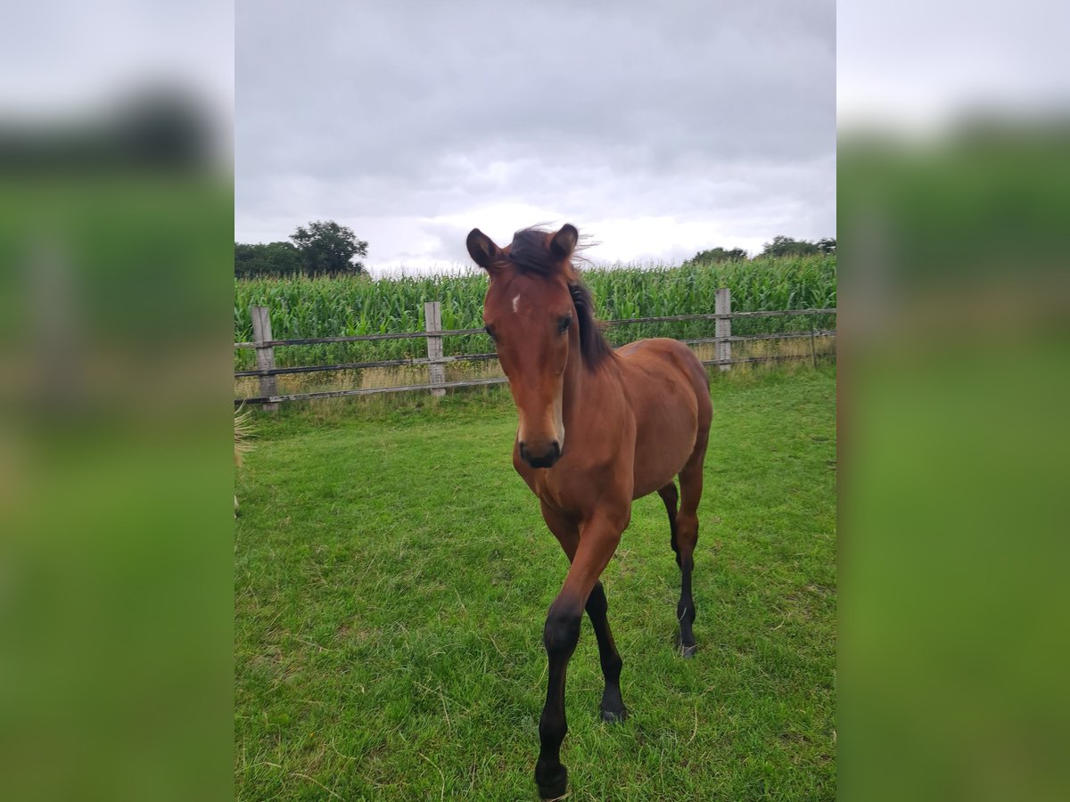 Oldenburg Stallion Foal (02/2025) 16,2 hh Brown in Cappeln (Oldenburg)