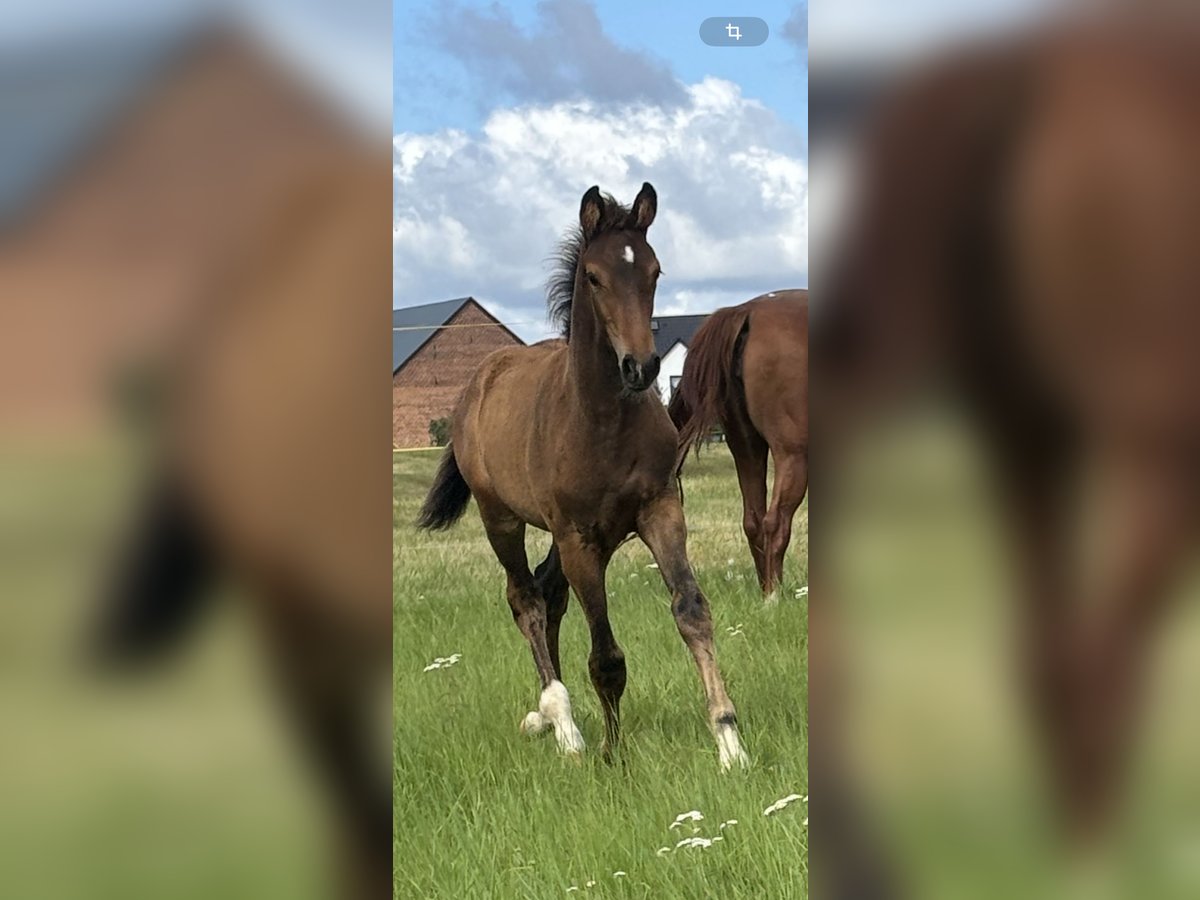 Oldenburg Stallion Foal (06/2025) 16,2 hh Brown in Steinh&#xF6;fel