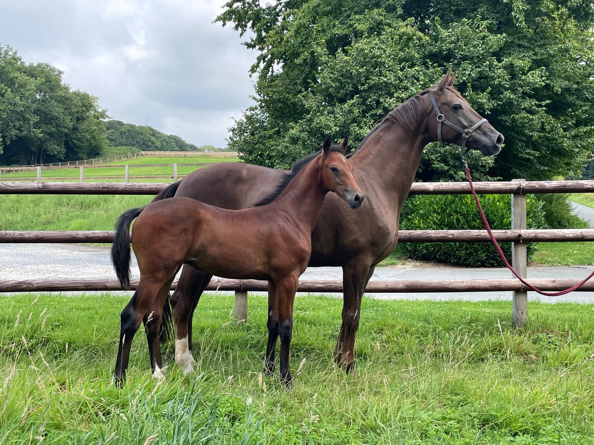 Oldenburg Stallion Foal (04/2025) 16,2 hh Can be white in Nottuln