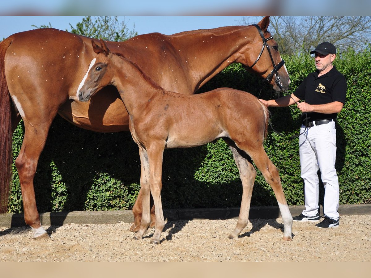 Oldenburg Stallion Foal (06/2025) 16,2 hh Chestnut in Buk