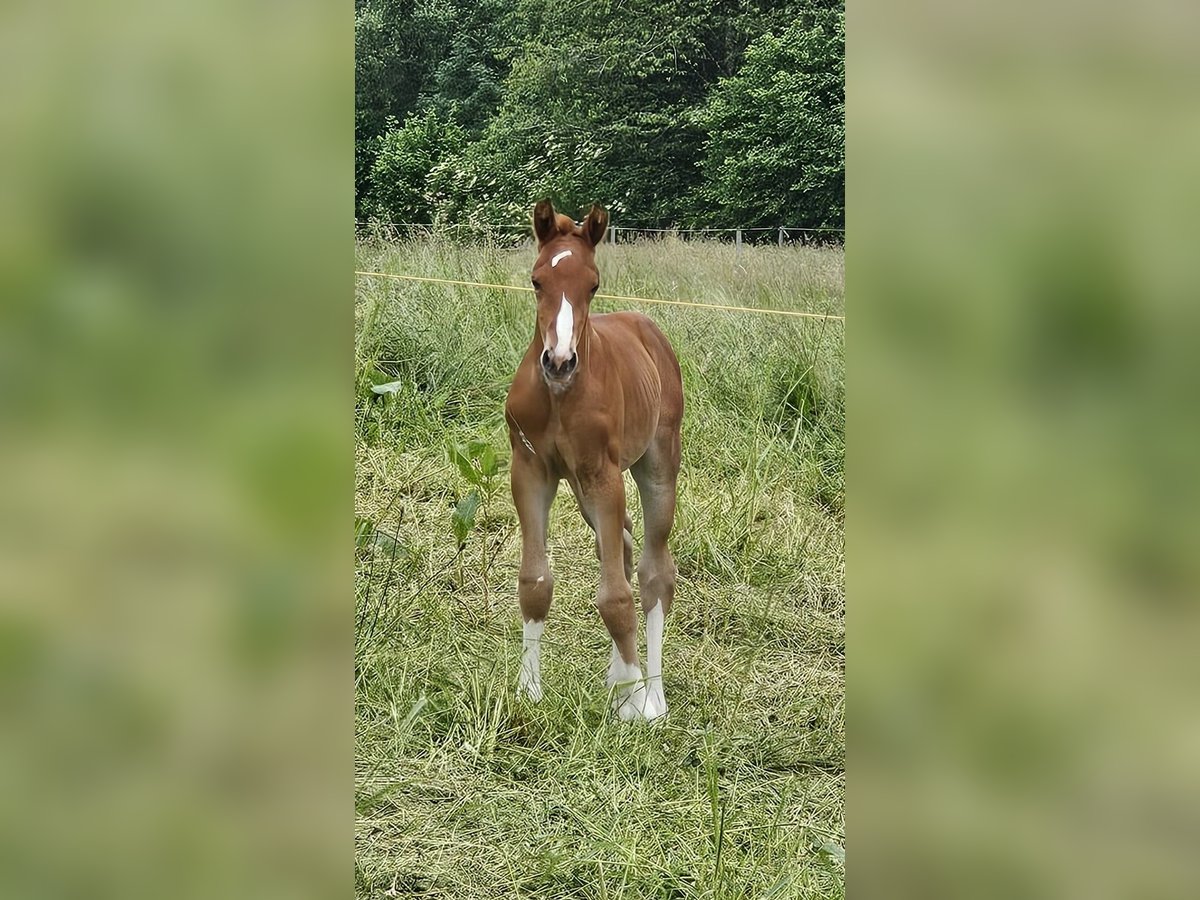 Oldenburg Stallion Foal (05/2025) 16,2 hh Chestnut in Isny im Allg&#xE4;u