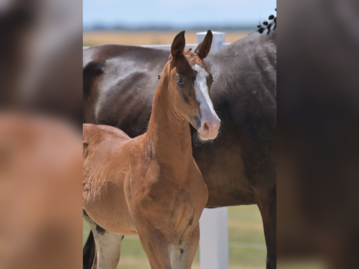Oldenburg Stallion Foal (05/2025) 16,2 hh Chestnut in B&#xF6;singen
