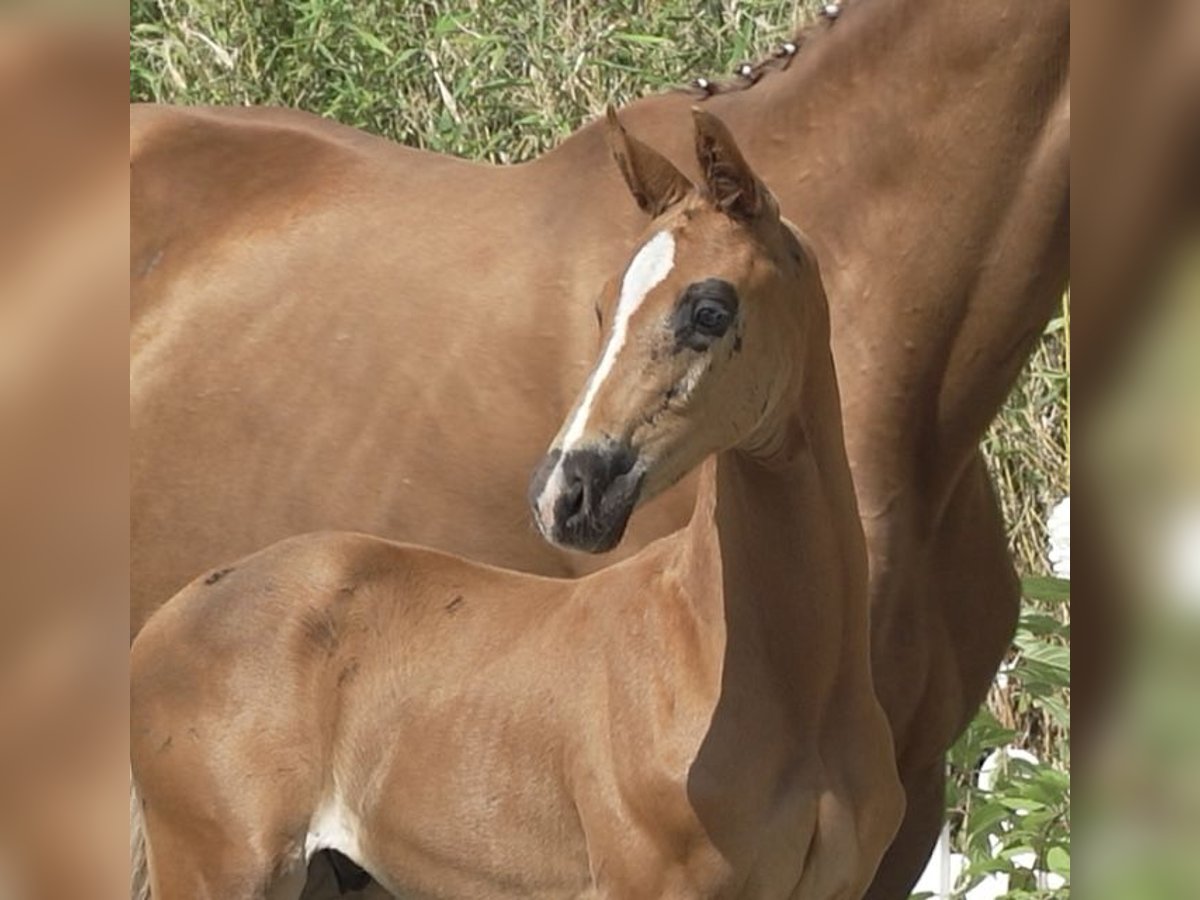 Oldenburg Stallion Foal (06/2025) 16,2 hh Chestnut in Gro&#xDF;efehn Bagband