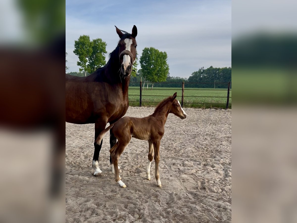 Oldenburg Stallion Foal (05/2025) 16,2 hh Chestnut in L&#xF6;ningen