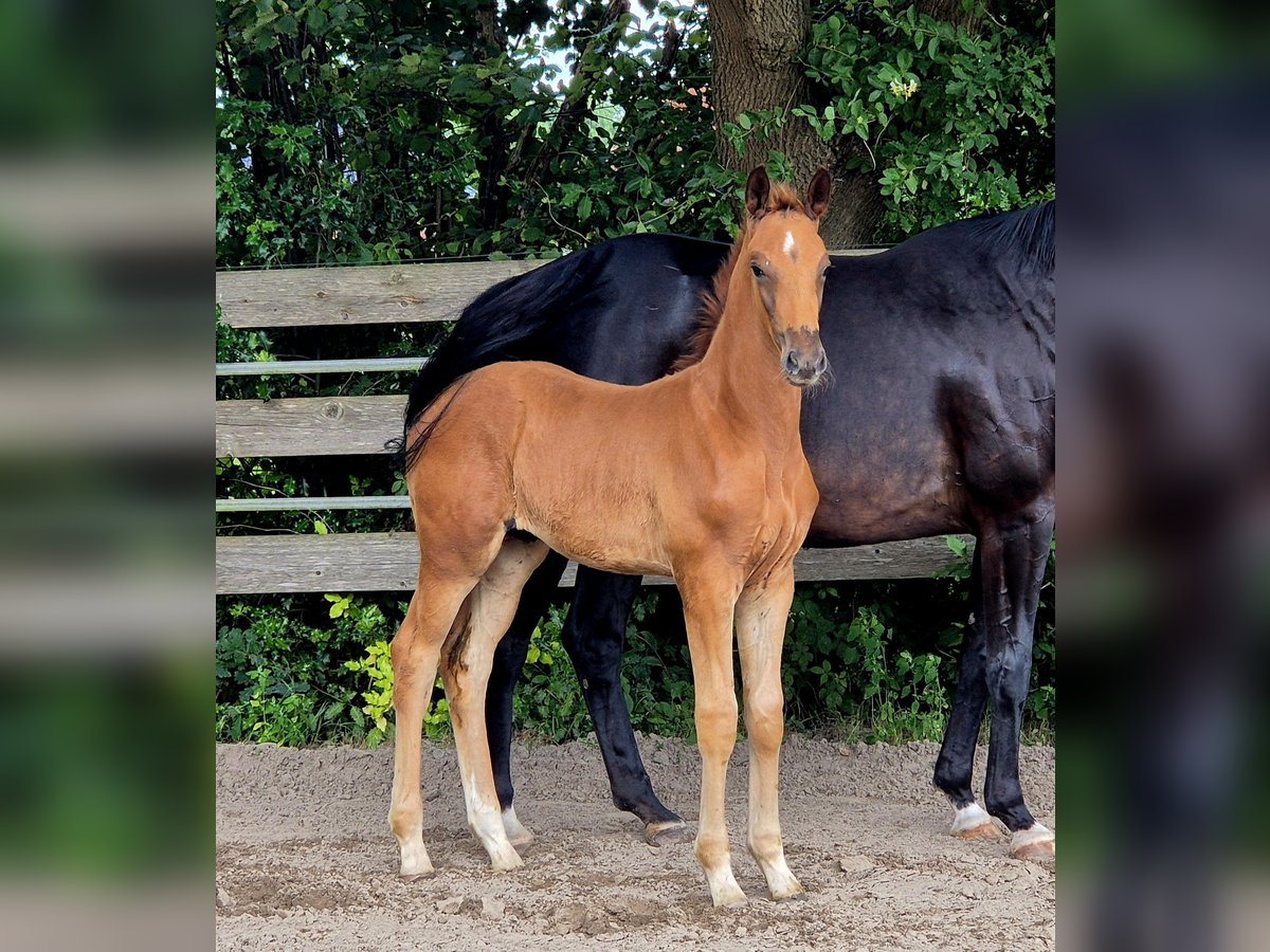 Oldenburg Stallion  16,2 hh Chestnut in Westerstede