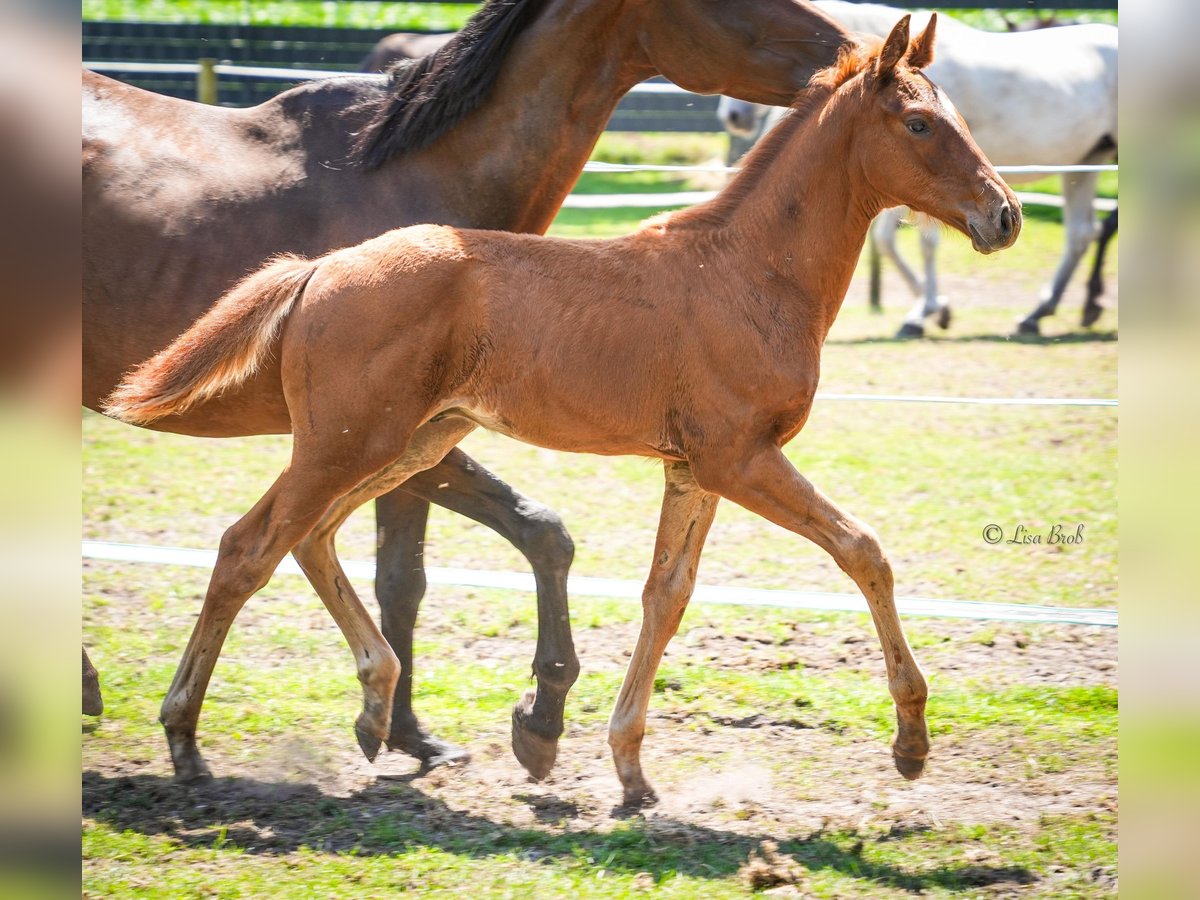 Oldenburg Stallion  16,2 hh Chestnut-Red in Senden