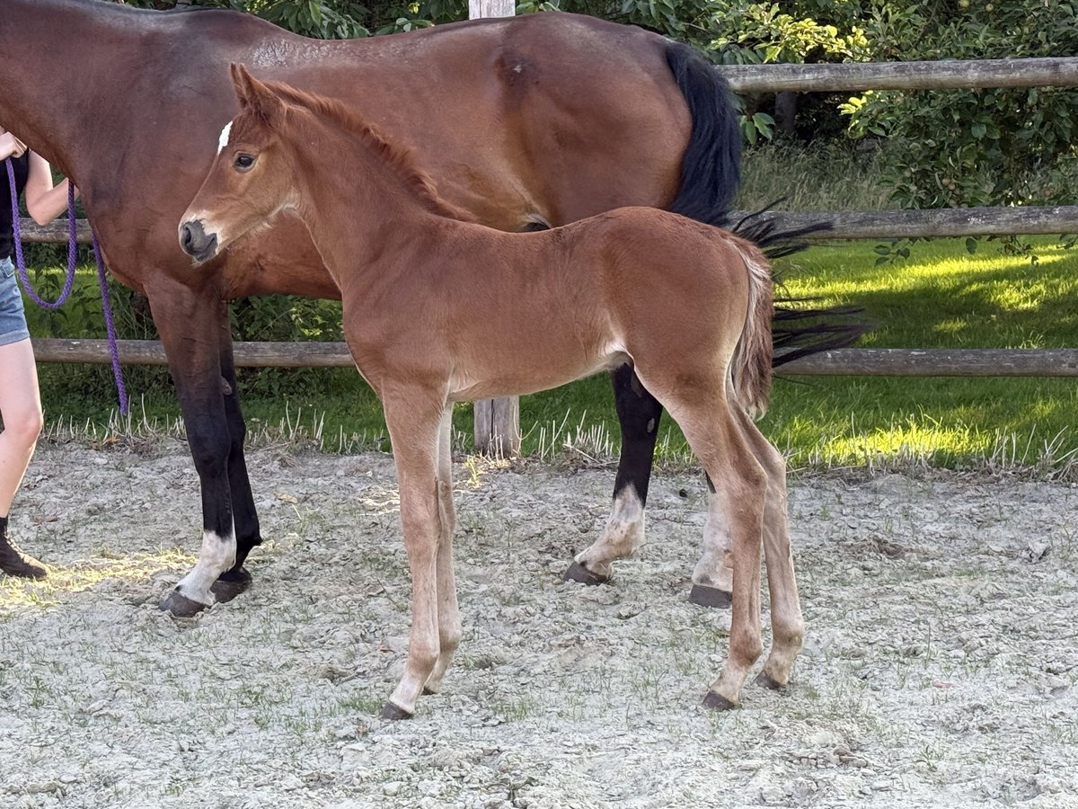 Oldenburg Stallion  16,2 hh Chestnut-Red in Twistringen