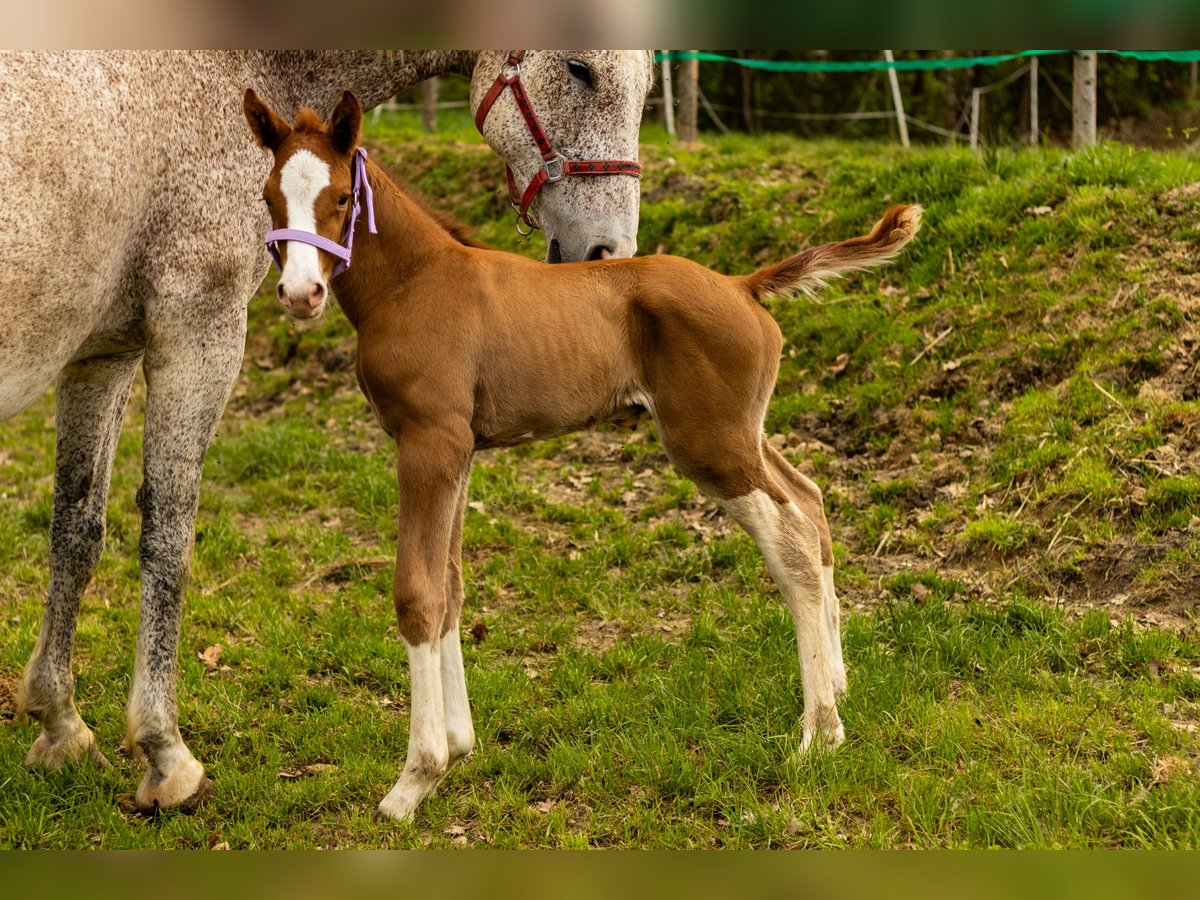 Oldenburg Stallion  16,2 hh Chestnut-Red in Krasne-Lasocice