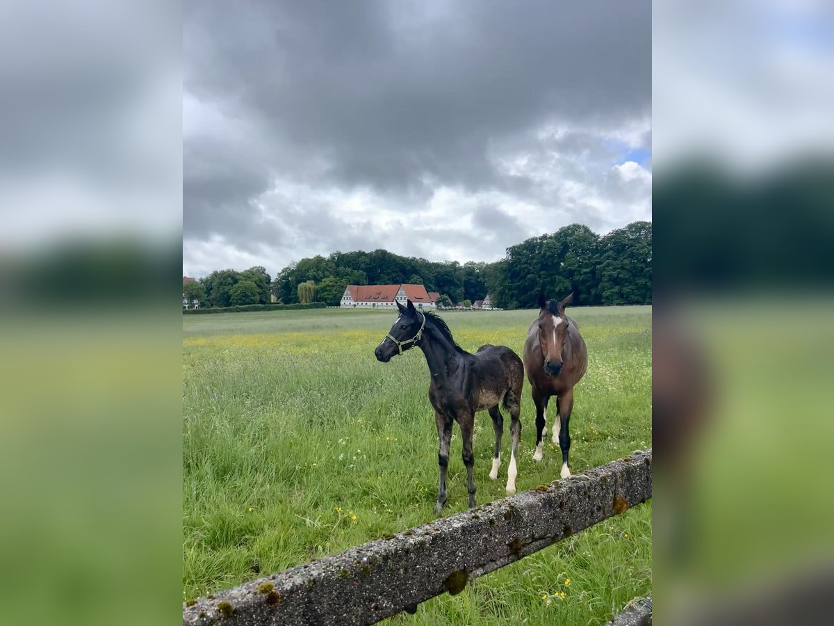 Oldenburg Stallion Foal (02/2025) 16,2 hh in Herleshausen
