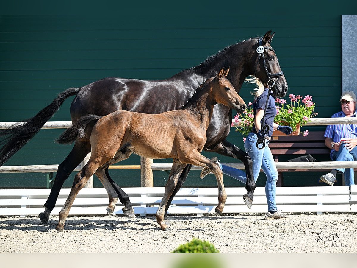 Oldenburg Stallion Foal (05/2025) 16,2 hh in Steinfeld (Oldenburg)