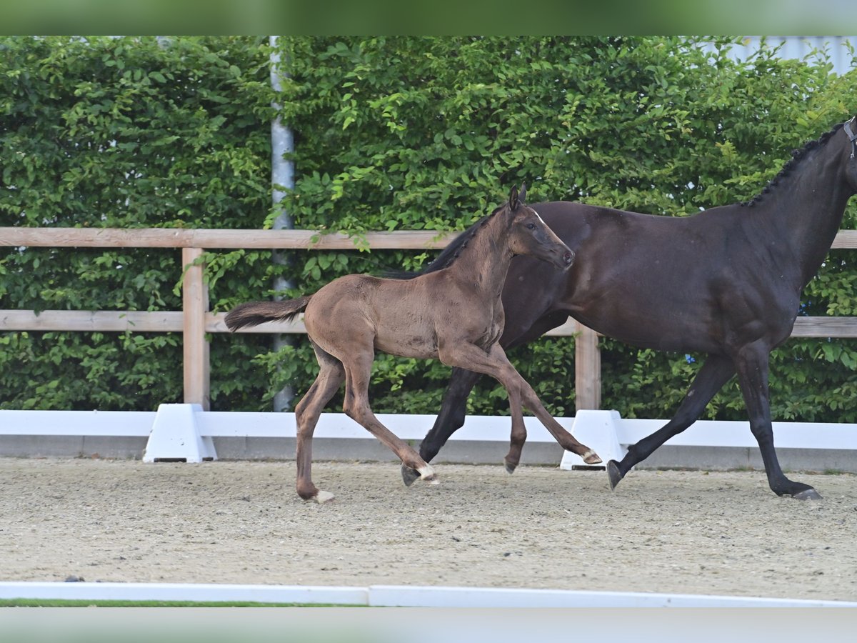Oldenburg Stallion Foal (05/2025) 16,2 hh Smoky-Black in Nordhorn