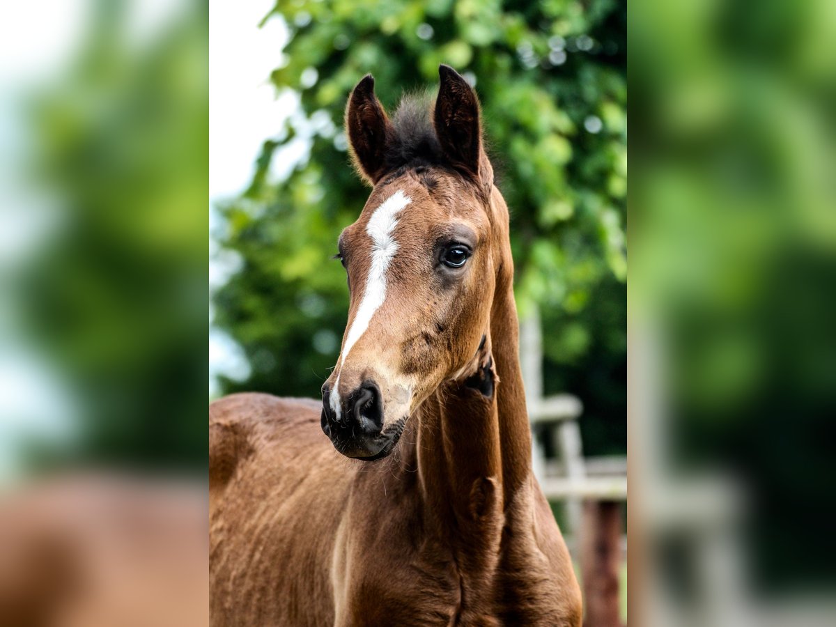 Oldenburg Stallion Foal (03/2025) 16,3 hh Bay-Dark in Blunk