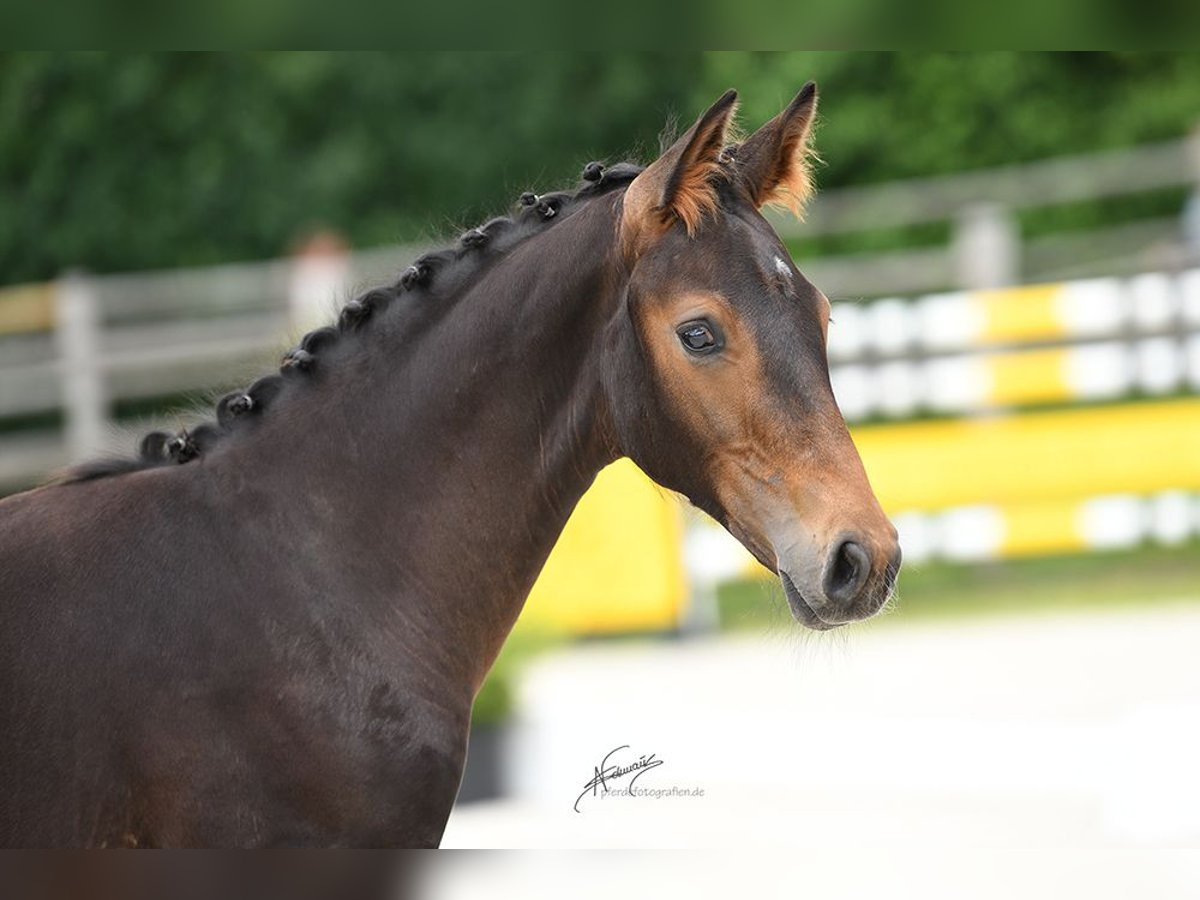 Oldenburg Stallion  16,3 hh Bay-Dark in Hennef