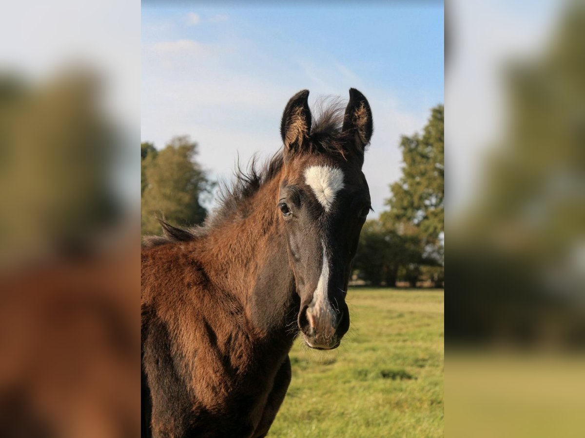 Oldenburg Stallion Foal (07/2025) 16,3 hh Black in Hamersen