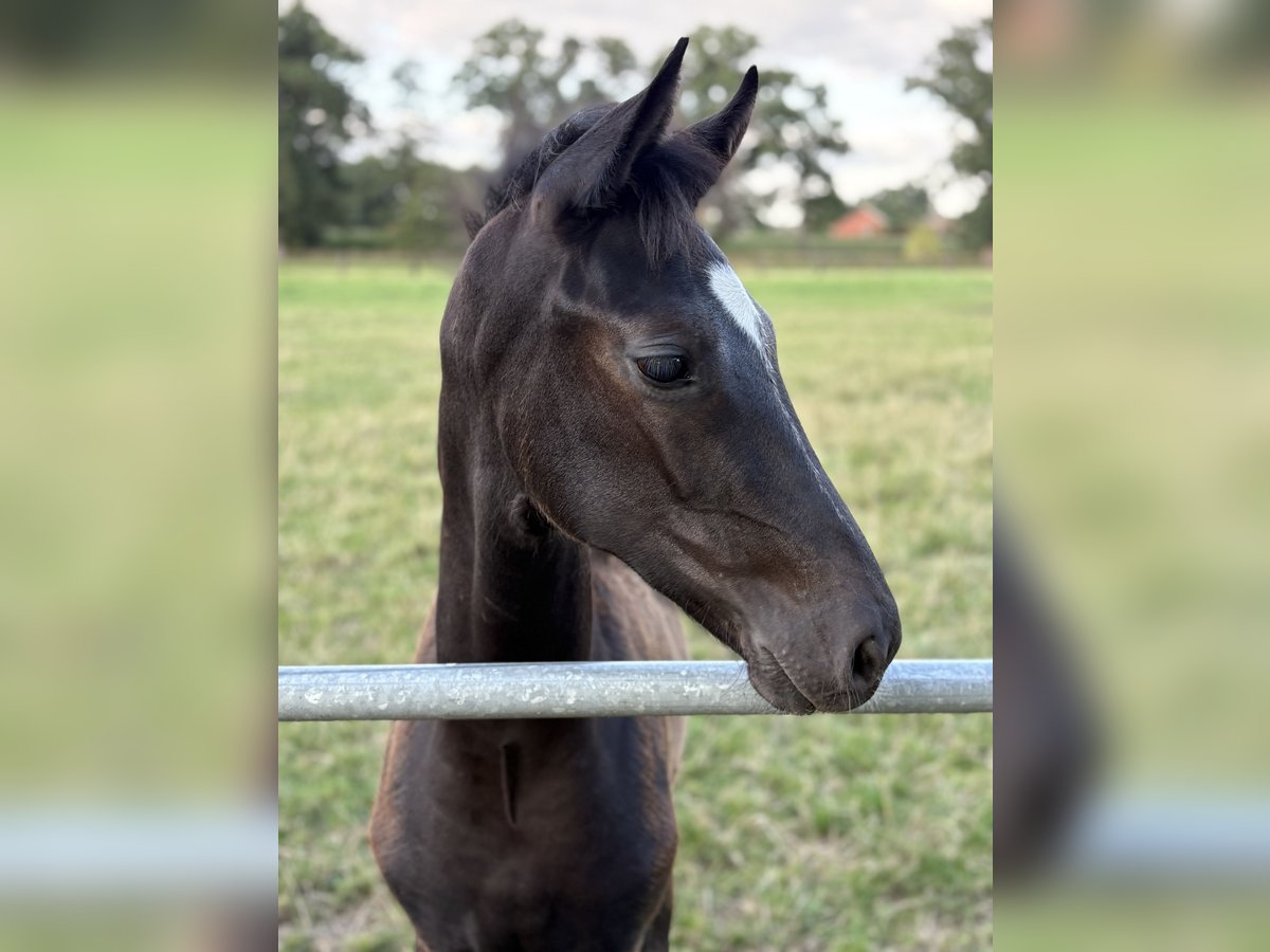 Oldenburg Stallion Foal (04/2025) 16,3 hh Black in Damme