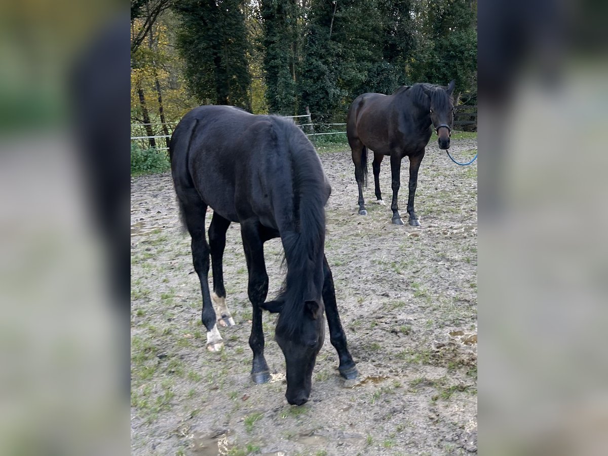Oldenburg Stallion Foal (05/2025) 16,3 hh Black in Lahr/Schwarzwald Oldenburg Stallion Foal (05/2025) 16,3 hh Black in Lahr/Schwarzwald