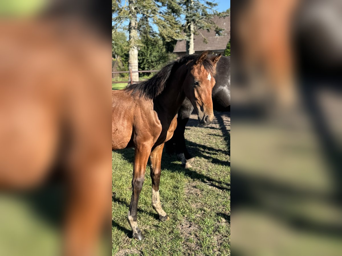 Oldenburg Stallion Foal (03/2025) 16,3 hh Brown in Gro&#xDF;efehn Bagband