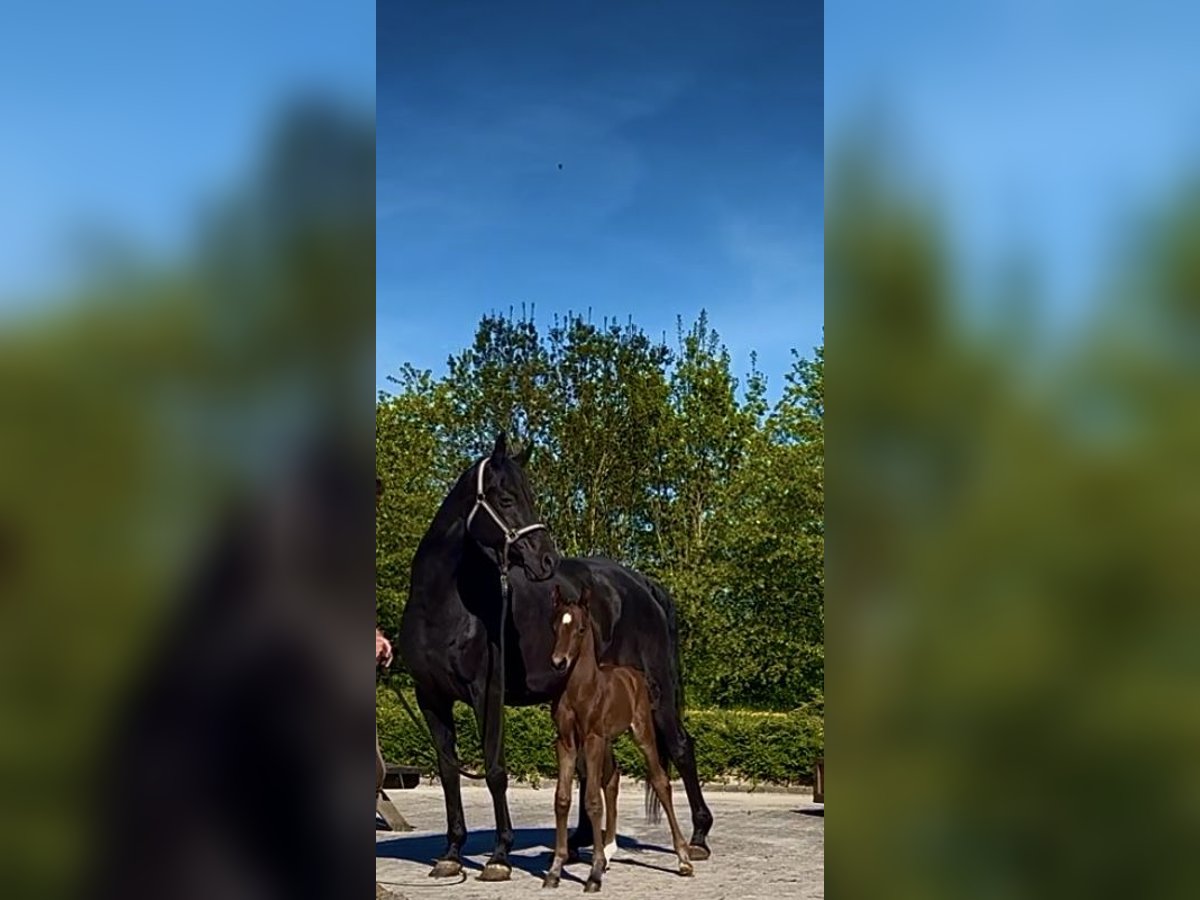 Oldenburg Stallion Foal (04/2025) 16,3 hh Brown in Rosdorf