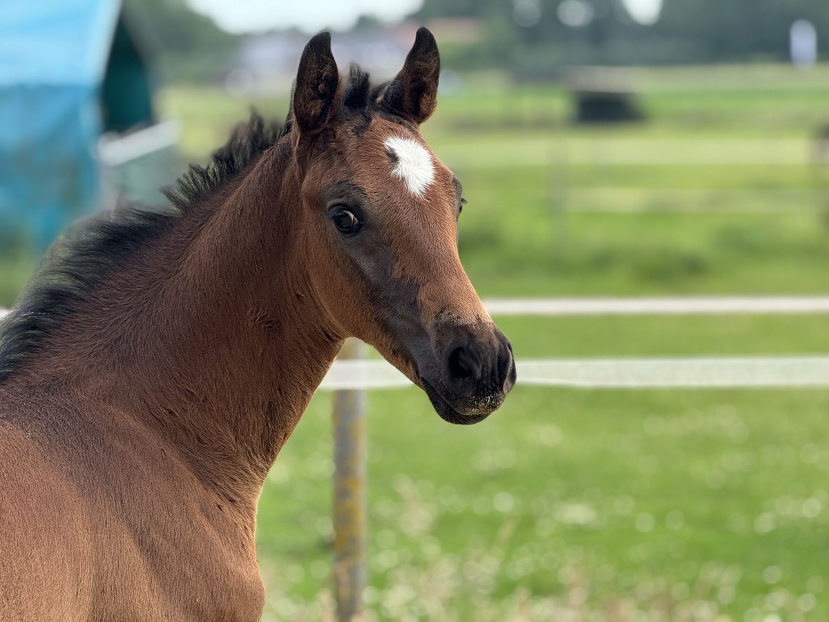 Oldenburg Stallion  16,3 hh Brown in Neuenkirchen