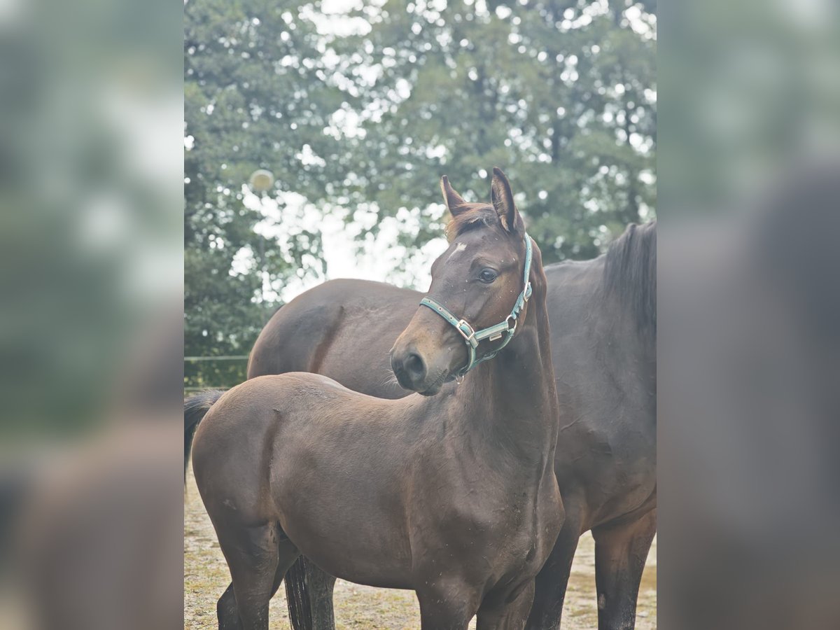 Oldenburg Stallion Foal (04/2025) 16,3 hh Brown in Gro&#xDF;efehn Bagband