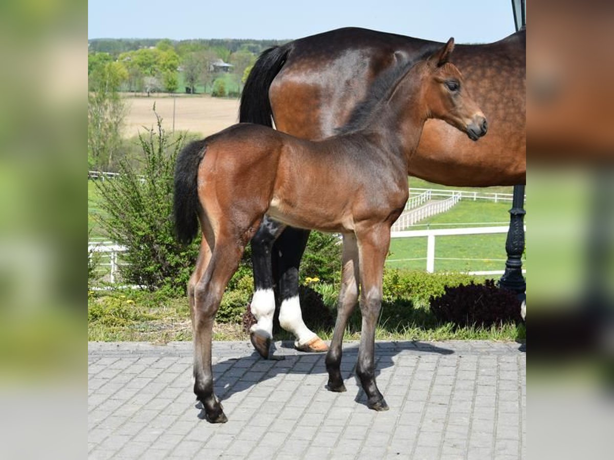 Oldenburg Stallion Foal (03/2024) 17 hh Bay-Dark in wysin