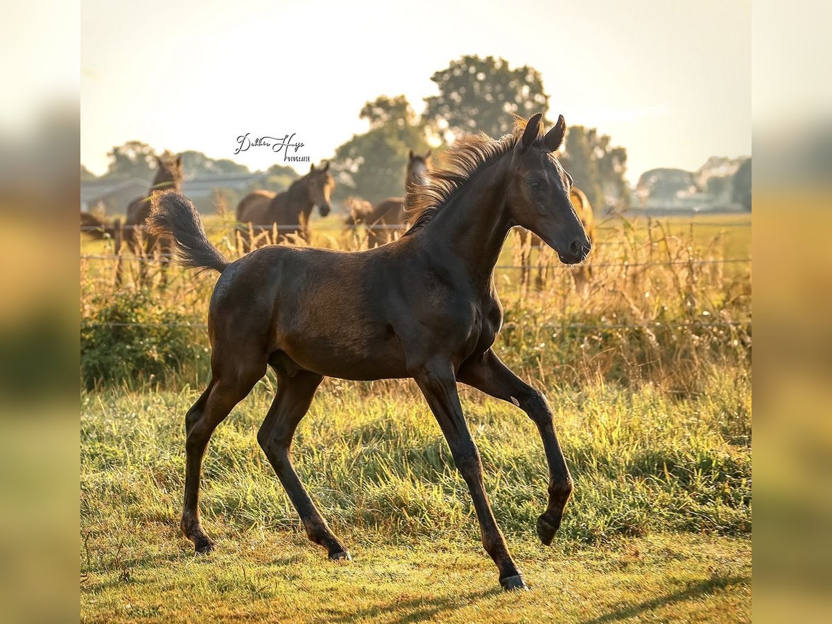 Oldenburg Stallion Foal (05/2025) 17 hh Black in Neuenkirchen-V&#xF6;rden