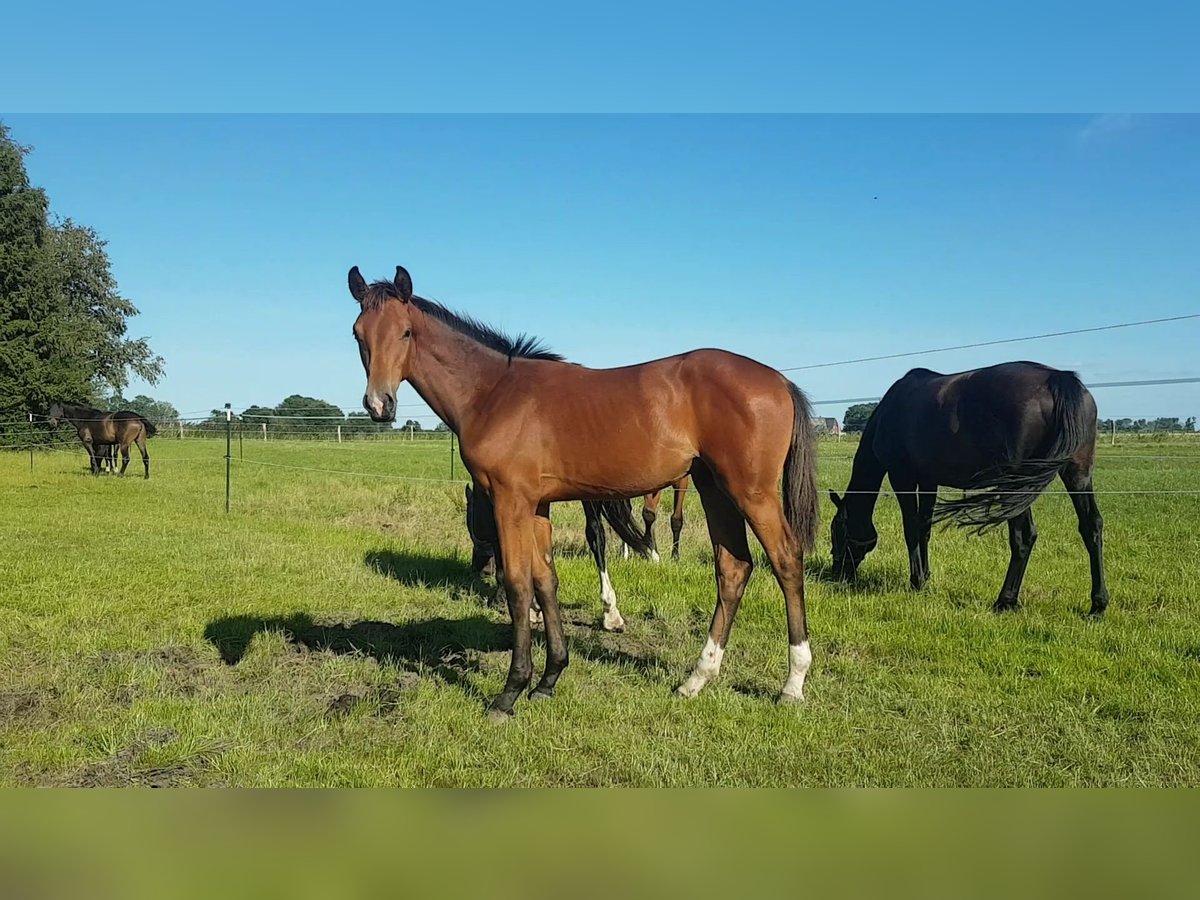 Oldenburg Stallion Foal (02/2025) 17 hh Brown in Herzhorn