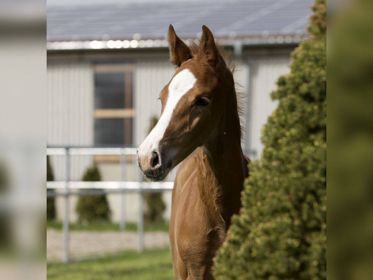 Oldenburg Stallion Foal (03/2024) 17 hh Chestnut-Red in Belgern
