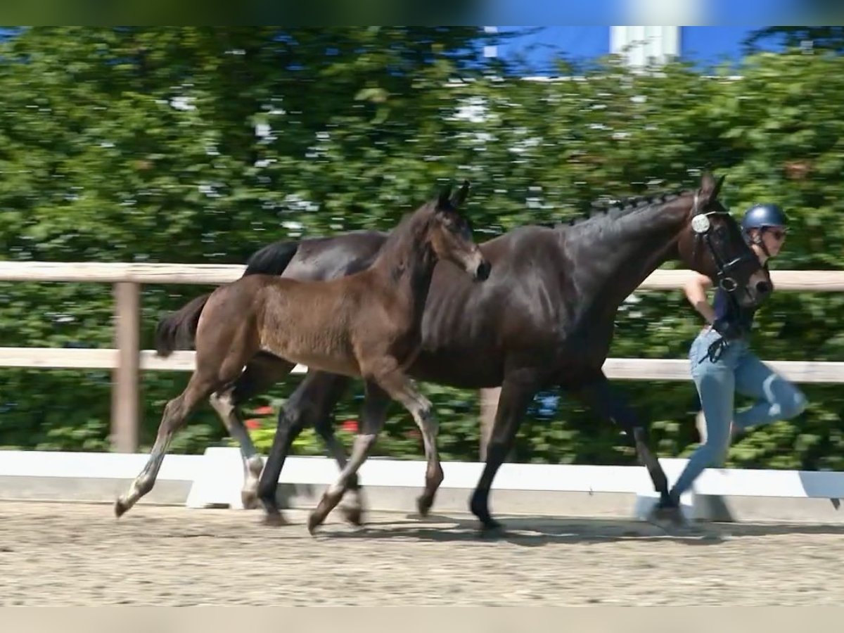 Oldenburg Stallion Foal (01/2025) 17 hh in Steinfeld (Oldenburg)